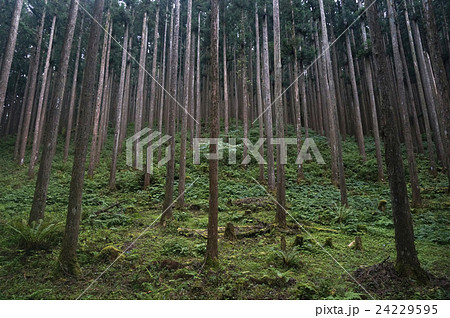 深い緑深い緑 深い緑深い緑 24229595