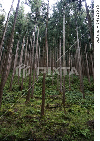 深い緑深い緑 深い緑深い緑 24229596