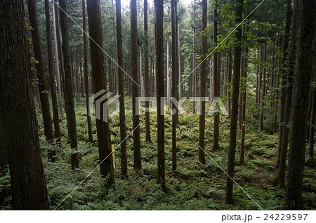 深い緑深い緑 深い緑深い緑 24229597