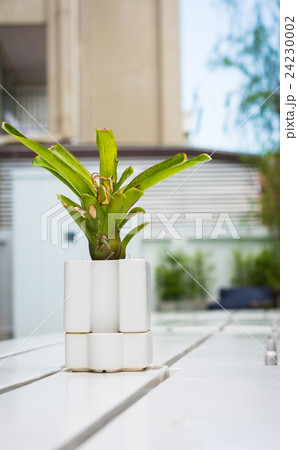 Tree with white pot on white table background 24230002