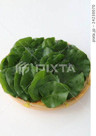 オカワカメ 24230070