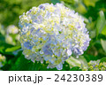 アジサイ 24230389