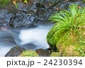 沢 24230394