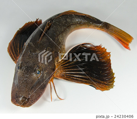 ホウボウ 24230406