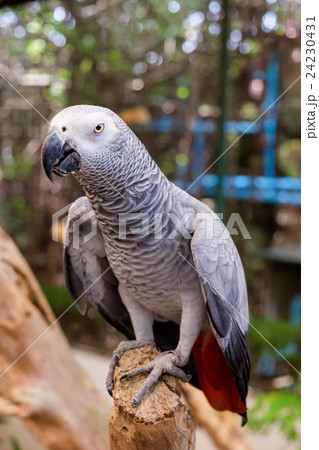 African grey parrot sitting on the tree branch 24230431