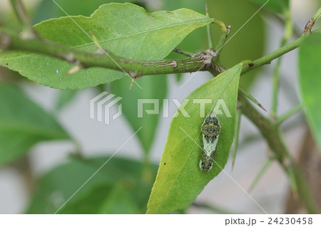アゲハチョウの幼虫07 アゲハチョウの幼虫07 24230458