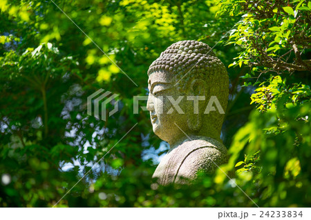 Buddha statue in maple tree from Ryoan ji temple Buddha statue in maple tree from Ryoan ji temple 24233834