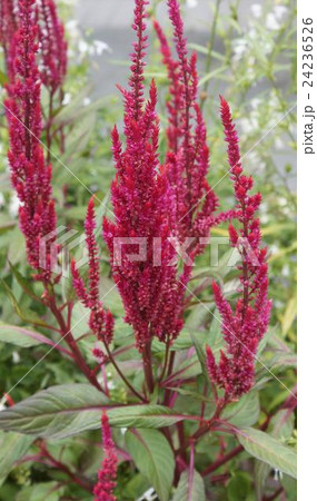 ケイトウ　 24236526