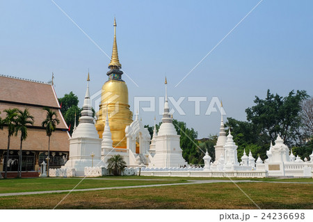 golden pagoda in wat suan dok temple, chiang mai  24236698