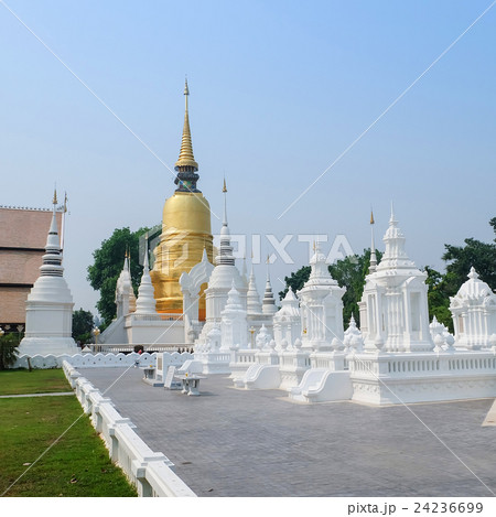 golden pagoda in wat suan dok temple, chiang mai 24236699