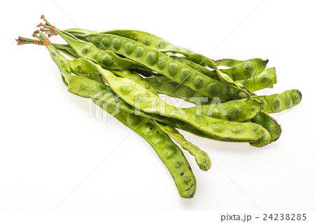 Green Parkia Green Parkia 24238285