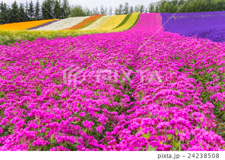 北海道　富良野　ファーム富田の彩りの畑の花畑 24238508