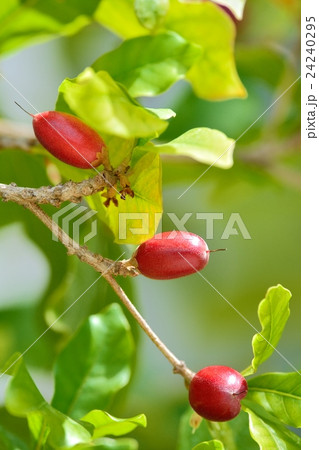 ミラクルフルーツ 24240295