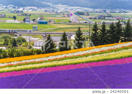 北海道　富良野　ファーム富田　彩りの畑の花畑と富良野線の鉄道 24240501
