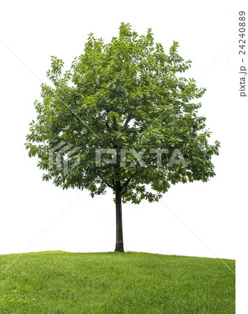 Little oak tree against white background 24240889