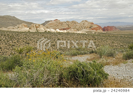 Nevada, Red Rock Canyon, Landscape with rock mountains Nevada, Red Rock Canyon, Landscape with rock mountains 24240984