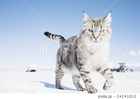 Cat walking on snow 24241012