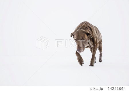 Dog walking in snow 24241064