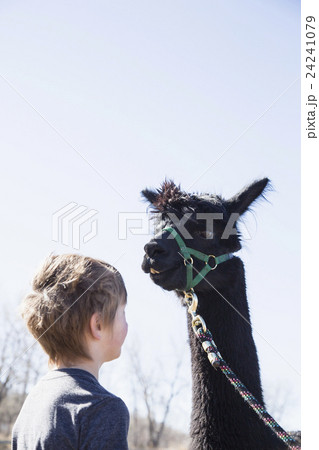 Boy (6-7) with black alpaca (Vicugna pacos) 24241079