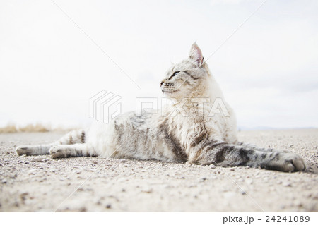 Cat resting on ground 24241089