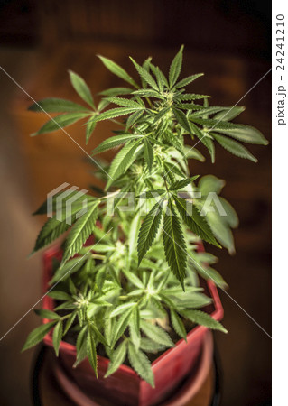 Marijuana plant in pot Marijuana plant in pot 24241210