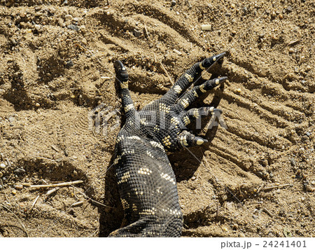 Close-up of claws of goanna (Varanus varius) in sand Close-up of claws of goanna (Varanus varius) in sand 24241401