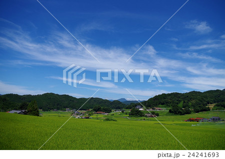 田園風景 夏 田んぼ 稲 青空 雲 田園風景 夏 田んぼ 稲 青空 雲 24241693