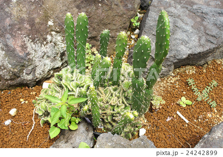 拳骨うちわ綴化 24242899