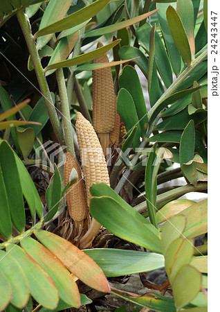 ザミア・フルフラケア 24243447