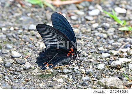 ナガサキアゲハ 24243582