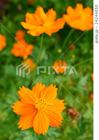 オレンジ色のコスモスの花の写真素材