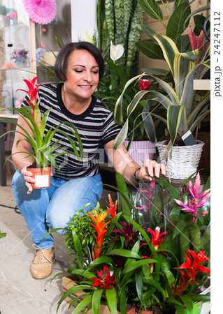 Female florist with bromelia plant. 24247112