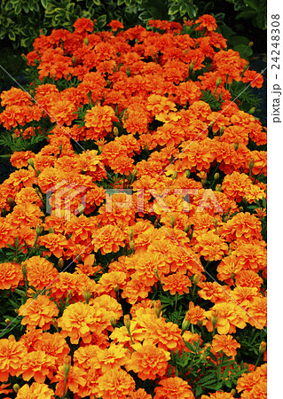 マリーゴールド マリーゴールド 24248308
