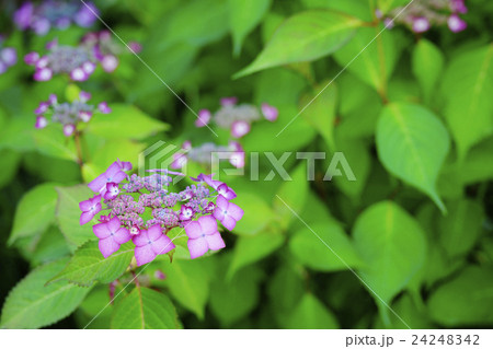 紫陽花 24248342