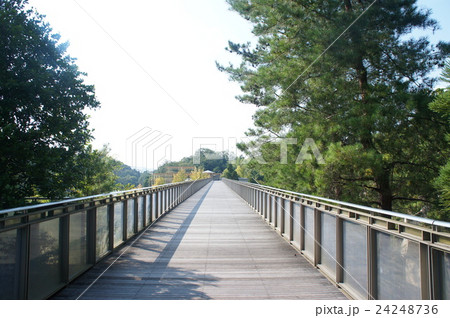 どこまでも続く一本橋 24248736