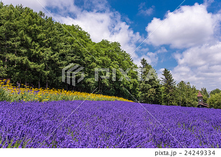 北海道　富良野　ファーム富田　彩りの畑の花畑のラベンダー 24249334