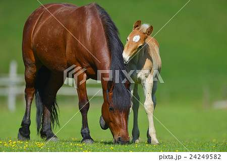 Foal with a mare on a summer pasture Foal with a mare on a summer pasture 24249582