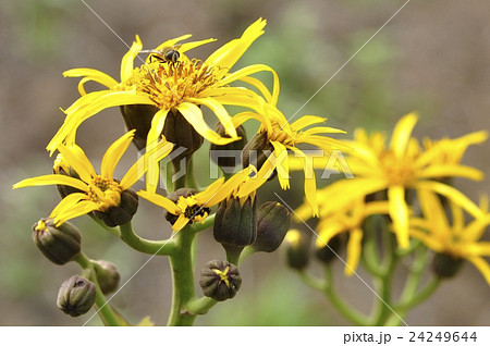 マルバダケブキ 24249644