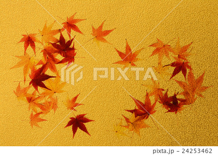 紅葉 金色背景 紅葉 金色背景 24253462