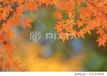 秋すだれ 24254009