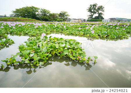 本薬師寺跡のホテイアオイ（布袋葵）の群生地で満開（奈良県の風景） 24254021