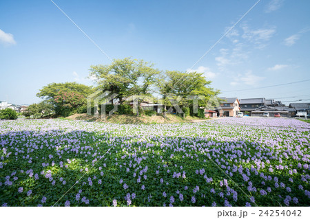 本薬師寺跡のホテイアオイ(布袋葵)の群生地で満開(奈良県の風景) 本薬師寺跡のホテイアオイ(布袋葵)の群生地で満開(奈良県の風景) 24254042