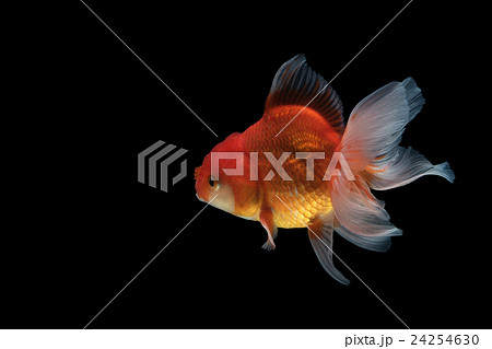 Gold fish isolated on black background 24254630