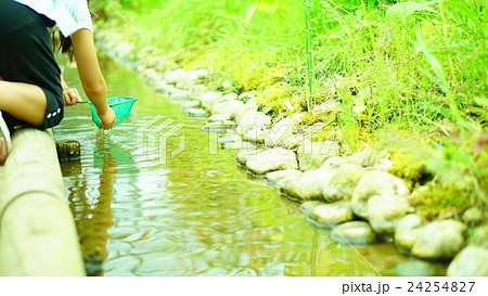 蛍の放流 24254827