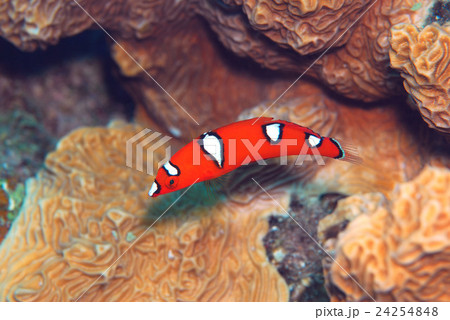 ツユベラ　幼魚 24254848