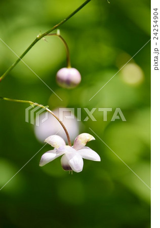 箱根湿生花園の蓮華升麻 箱根湿生花園の蓮華升麻 24254904