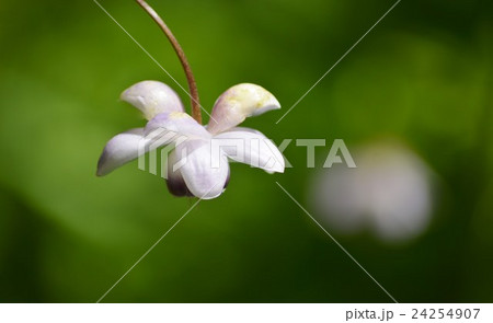 幻想的な蓮華升麻 24254907