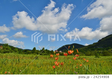 小鬼百合咲く箱根湿生花園 小鬼百合咲く箱根湿生花園 24254908