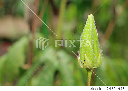 トロロアオイ 24254943