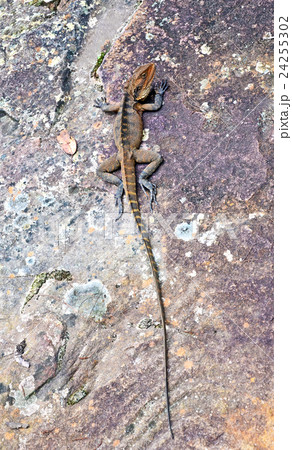 Australian Eastern Water Dragon Australian Eastern Water Dragon 24255302